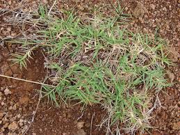 Image result for Cynodon aethiopicus