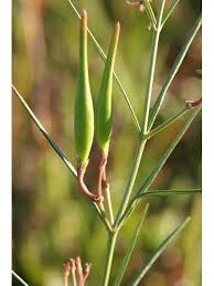 Image result for Asclepias cucullata
