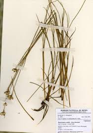 Image result for Scleria melanotricha