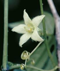 Image result for Diplocyclos