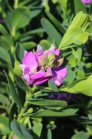 Image result for Polygala senensis