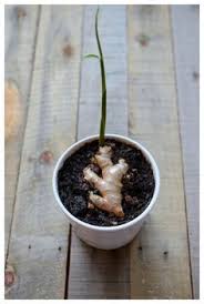 Keep a tray of pebbles and water under the pot to give the plant extra moisture. How To Grow Your Own Ginger At Home Growing Ginger Plants Growing Plants