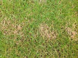 Greener Gardens Red Thread