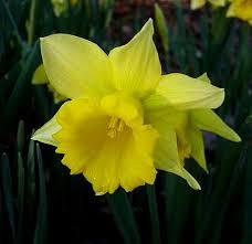 It made it through last week's ice and snow storm just fine. Narcissus Division One Pacific Bulb Society