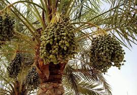 We did not find results for: Finiki Rastushie Na Palme V Kakih Stranah I Kak Rastut Finiki V Prirode