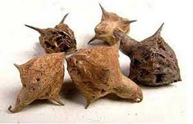 Image result for Pedalium