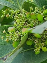 Image result for Searsia natalensis