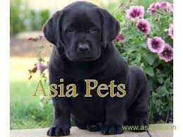 Labrador Puppy For Sale Best Price In Delhi Black Lab Puppies Labrador Puppies For Sale Lab Puppies