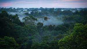 Die regenwälder des amazonas bilden eines der artenreichsten gebiete unseres planeten. Amazonien Regenwald Ist Schlussel Des Weltklimas Vatican News