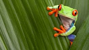 No animal cruelty and staged photos any form of frog abuse is not tolerated. Red Eyed Tree Frog Wallpapers Animal Hq Red Eyed Tree Frog Pictures 4k Wallpapers 2019