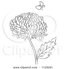 Colored hand drawn watercolor illustration. Cartoon Clipart Of An Outlined Chrysanthemum Flower And Butterfly Black And White Vector Coloring Page By Picsburg 1129261