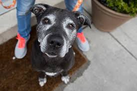 Lymphoma In Dogs Best Friends Animal Society