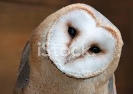 You can find them by listening for their eerie, raspy calls, quite unlike the hoots of other owls. Schleiereule Tyto Alba Stockfotos Freeimages Com