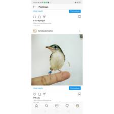 Untuk proses penjodohan ciblek kristal, burung ciblek kristal jantan dan betina bisa didekatkan pada kandang yang berbeda selama 1 hari dan jika masih belum ada respon maka jauhkan terlebih dulu. Lolohan Ciblek Kristal Shopee Indonesia
