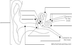 Ear Diagram To Label For Kids The Amazing Human Body Ear Diagram Ear Anatomy Human Ear Diagram