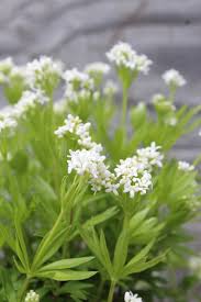 Image result for Galium