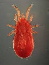 Image result for red mite