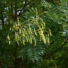 Image result for Styphnolobium