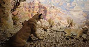 Mountain Lion Diorama Mountain Lion Diorama Lion
