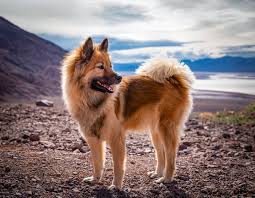 The eurasier has the beauty of a spitz. Eurasier Native Breed Org