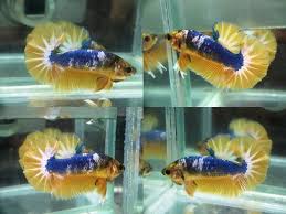 You'll find a high quality of healthy and colorful betta fish for sale. Yellow Fancy Plakat Betta For Sale Center Of Betta Fish For Sale