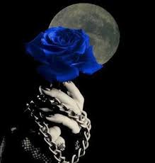 Beautiful Black And Blue Roses What Color Roses Blue Roses Wallpaper Rose Wallpaper Gothic Rose