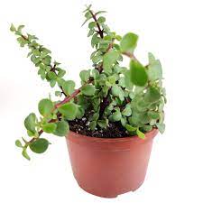 Elephant Bush In 2021 Jade Plants Plants Trailing Plants