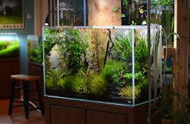 Aquarium ornaments & fish tank decorations at petco, we have fish tank ornaments in a variety of shapes, sizes and themes so you can find the perfect decor to make your vision come to life. Aquarium Zen