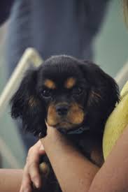 Black And Tan Cavalier King Charles Black And Tan Cavalier King Charles Spaniel King Charles Cavalier Spaniel Puppy Cavalier King Charles Cavalier King Charles Spaniel