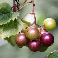how to make delicious muscadine wine at