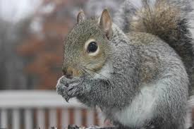 Image result for squirrel