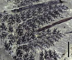 Image result for Fern Green 1977 Renault