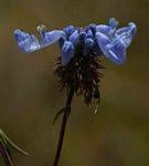 Image result for Pycnostachys orthodonta