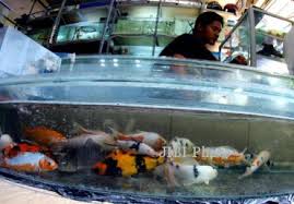 Maybe you would like to learn more about one of these? Foto Pasar Ikan Depok Merawat Koi