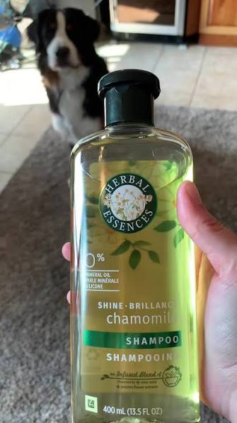 Washing My Dog with Herbal Essences Shampoo | TikTok