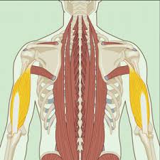 You maintain the position of the core while moving the other parts of the body. the latissimus dorsi muscle is located in the rear of the central portion of the abdomen, behind the arm. 9 Arm Exercises For Definition Strength