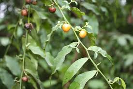 Image result for Tapinanthus erectotruncatus