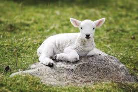 19 Lamb Ideas Lamb Animals Baby Lamb
