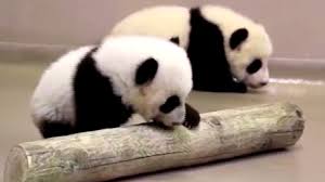 The twin giant pandas born at toronto zoo last month are growing up quickly. Watch Giant Panda Cubs Learning To Walk At Toronto Zoo