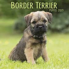 Border Terrier Puppies M 2019 Mini Square 9781785805400