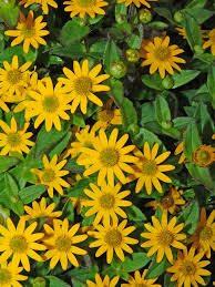 Image result for Athroisma gracile