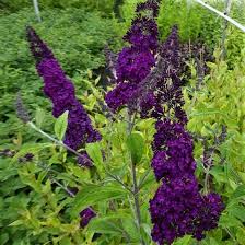 Ein sommerflieder bringt fröhlichkeit und lebendigkeit in ihren garten. Black Knight Sommerflieder Buddleja Dunkelviolette Bluten Gruner Garten Shop
