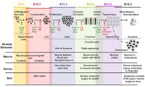 Mouse Development Embryology