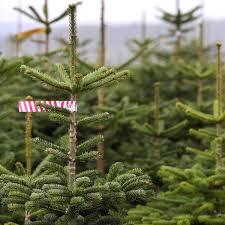 Sie sollten also jeden tag wasser nachfüllen. Weihnachtsbaum Geschichte Kauf Und Pflege Alle Fakten Zur Tanne Region