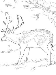 Printable adult coloring pages butterfli. Printable Deer Coloring Pages Pdf Download Free Coloring Sheets