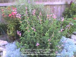 Shimmering white and salmon blooms. Photo Of The Entire Plant Of Hummingbird Sage Salvia Coccinea Coral Nymph Posted By Dryad57 Garden Org