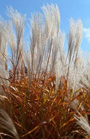 Image result for Miscanthus violaceus