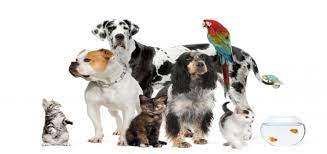 Steves Pet Shop -pet Store In Morgan City La 70380