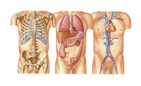 Picture of organs that sit upder left rib cage. Where Does A Chestburster Gestate Science Fiction Fantasy Stack Exchange
