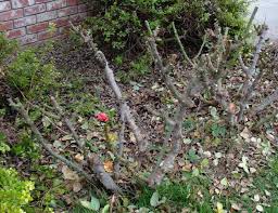 It gives them improved health and vigor, and ensures they have abundant blooms. Winter Pruning Braman S Wanderings